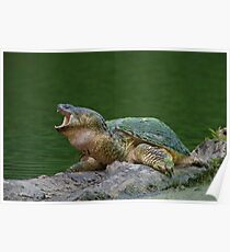 Holy Snapper! Poster
