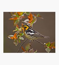 Blackburnian Warbler Photographic Print