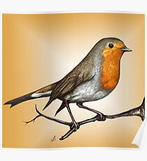 Robin bird Poster