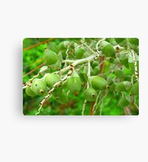 A Native Chew Canvas Print