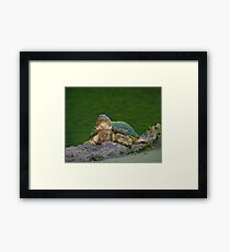 Periscope Up Framed Print