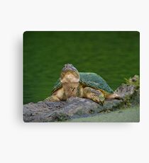 Periscope Up Canvas Print