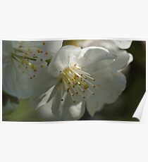 Macro blossom Poster