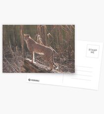 On the look out Postcards