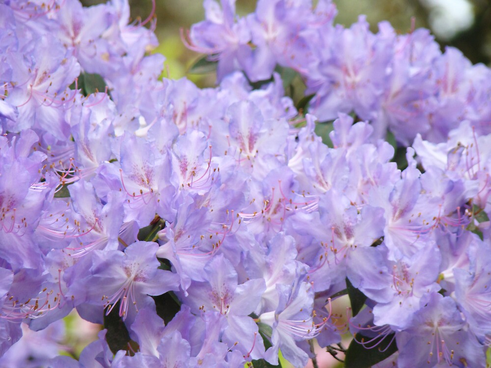 Lavender Rhodesian