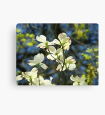 White Dogwood Flowers Tree art print Blue Sky Canvas Print