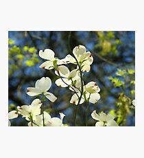 White Dogwood Flowers Tree art print Blue Sky Photographic Print