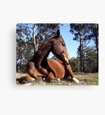 Sleepy Bin Canvas Print
