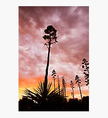 Agave Sunset Photographic Print