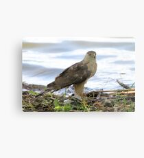 "Survival! 2" Metal Print
