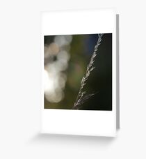 Untitled Greeting Card