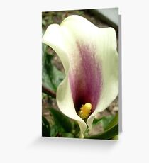 Calla Lily Greeting Card