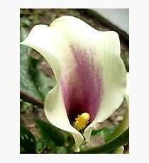Calla Lily Photographic Print