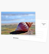 Seashell Postcards