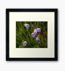 Harebells, Manfield Scar, River Tees, England Framed Print