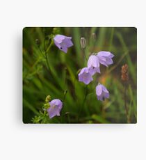 Harebells, Manfield Scar, River Tees, England Metal Print
