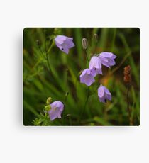 Harebells, Manfield Scar, River Tees, England Canvas Print