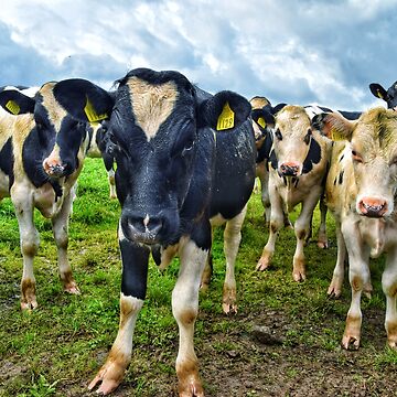 Cows looking like a 90s boyband album cover! | Framed Art Print