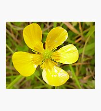 Mellow yellow in Donegal Photographic Print