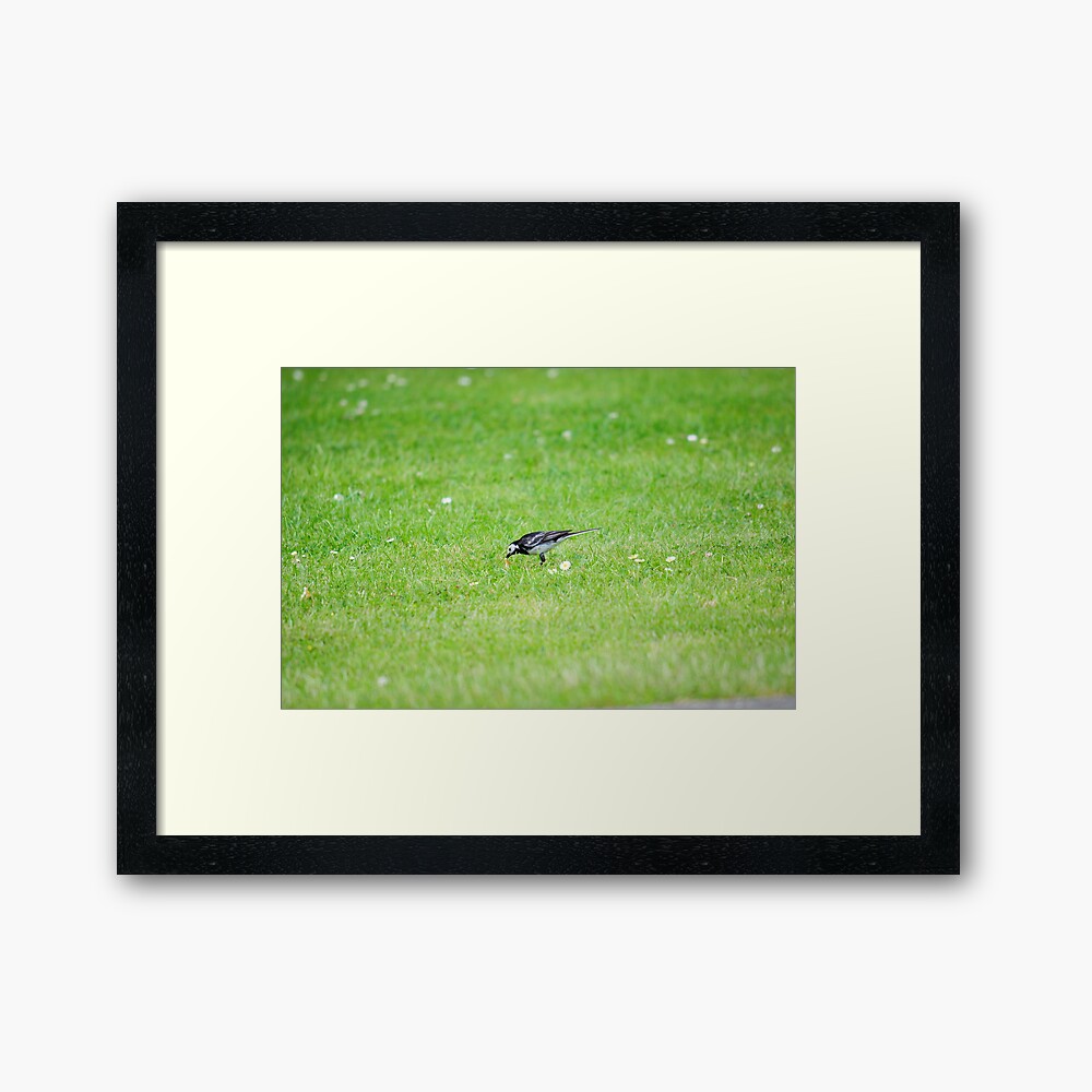 Pied Wagtail getting lunch Framed Art Print