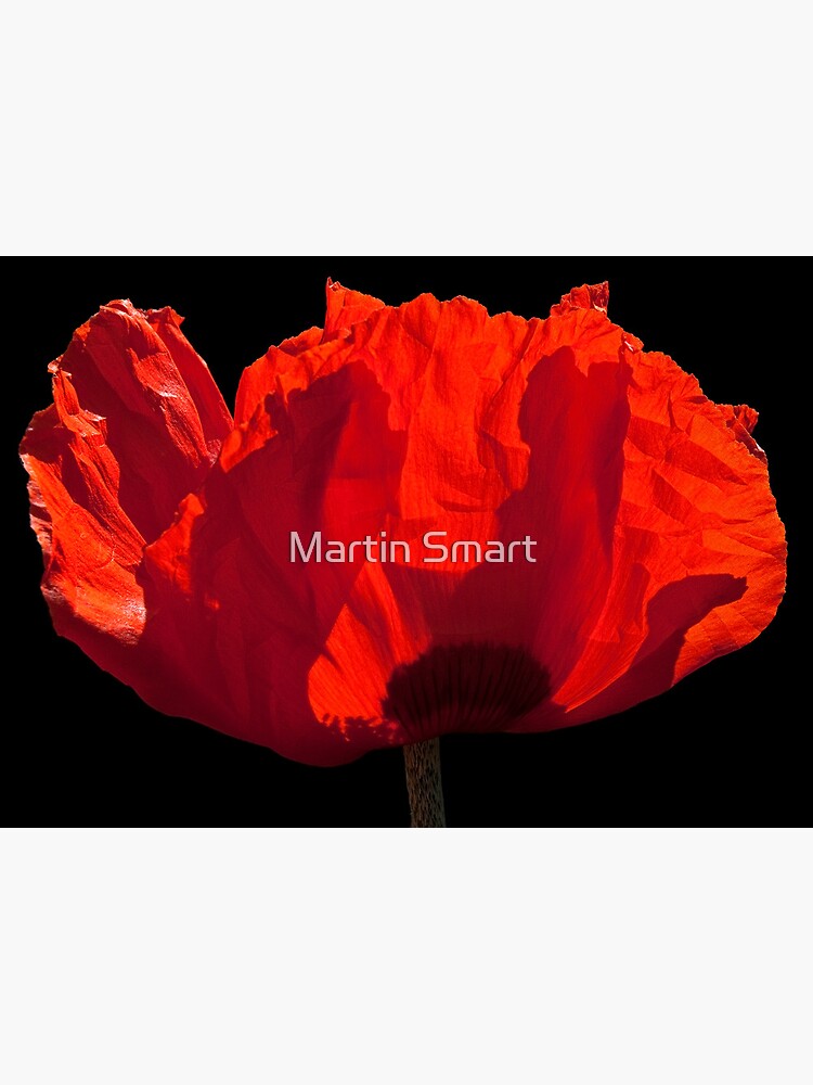 Sunlit Poppy by MartinSmart