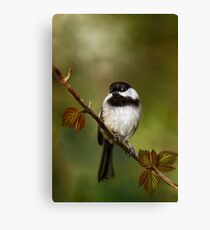 Autumn Chickadee Painting Canvas Print