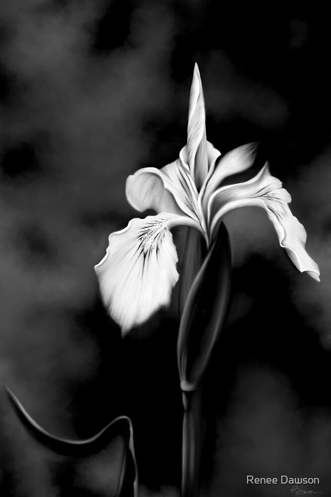 Download "Wild Iris - Black & White Photo Painting" by Renee Dawson | Redbubble