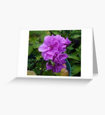 Geranium Pink Greeting Card