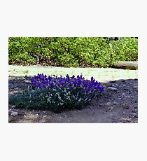 "Lupine Round-a-Bout" Photographic Print