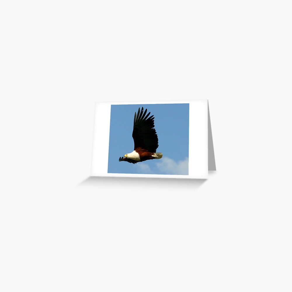 African Fish Eagle Greeting Card