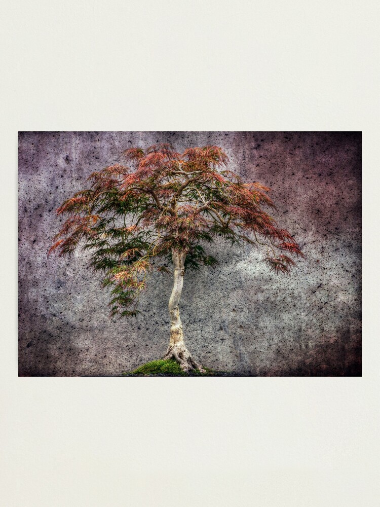 Alternate view of Japanese Maple Photographic Print