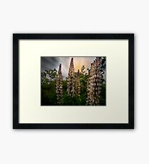 Wild Lupin Framed Print