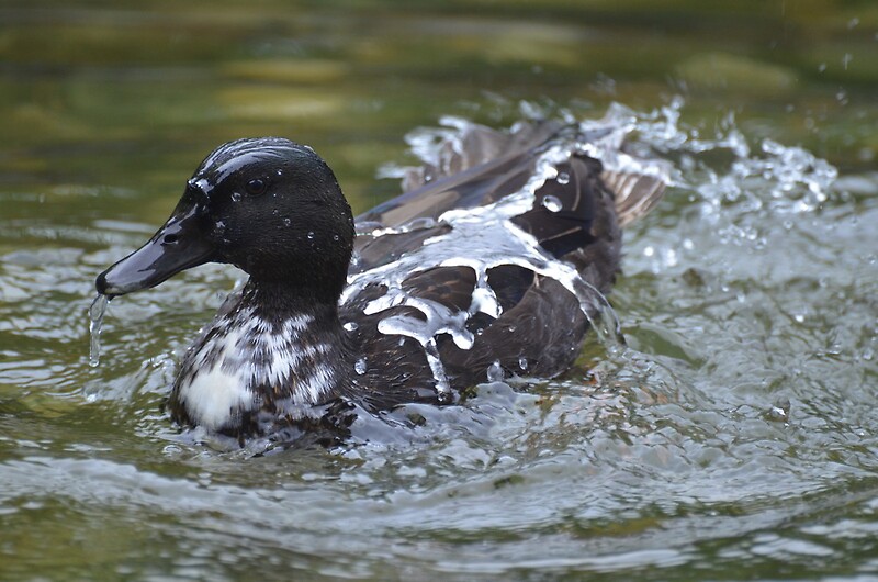 Image result for water off a duck's back