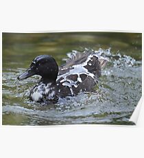 "Like Water Off a Duck's Back..."! Poster