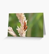 Soldier Soldier Greeting Card