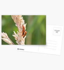 Soldier Soldier Postcards