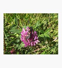 Burnet moth. Photographic Print