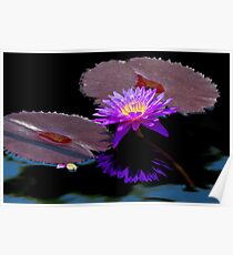 Purple Water Lily Poster