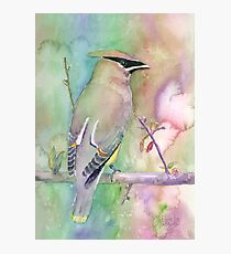Bohemian Waxwing Photographic Print