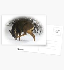 Deer With An Itch Postcards