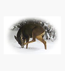 Deer With An Itch Photographic Print