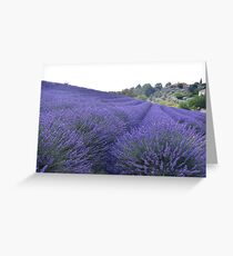 Encore de lavande Greeting Card
