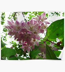 True blossoms Poster