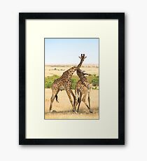 Maasai Giraffes. Males Necking. #2. Maasai Mara, Kenya Framed Print