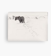 shetland pony in snow Canvas Print