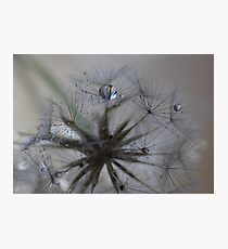 Drops.. Photographic Print