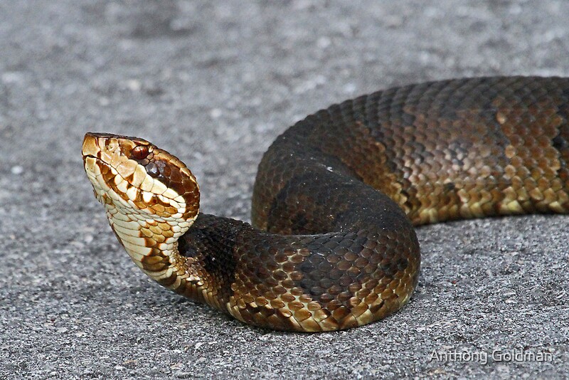 "Cottonmouth(Water Moccasin)" By Anthony Goldman | Redbubble