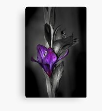 Color me Purple Canvas Print
