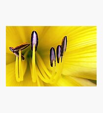 The Stand Out Photographic Print