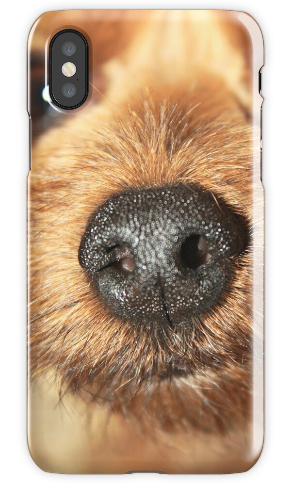 yorkie nose quot yorkie nose quot iphone cases skins by jhortonart redbubble yorkie nose quot yorkie nose quot iphone cases skins by jhortonart redbubble